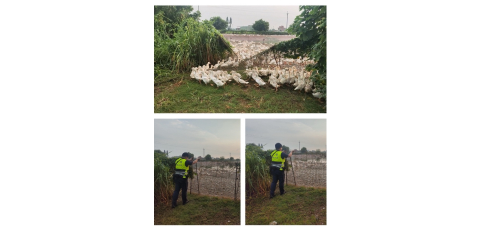 斗南警分局排除交通隱患 將另類逃犯「鴨」回籠(圖)