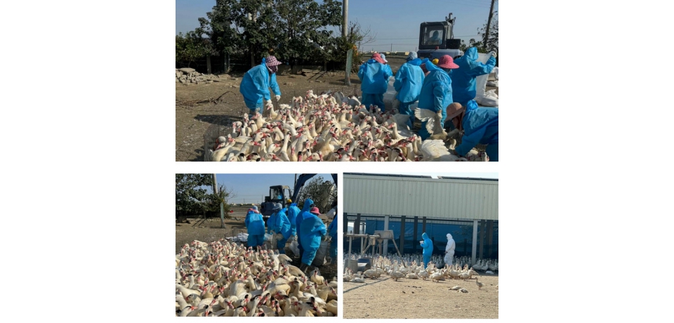 雲林入冬首例禽流感案例 籲「禽」落實生物安全(圖)